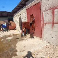 فروشی|اسب و تجهیزات اسبسواری|شاندرمن, |دیوار