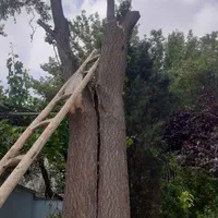 قطع وهرس درختان باغی وویلایی ،اره موتوری،خرید چوب