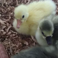 جوجه قوغاز و غاز محلی