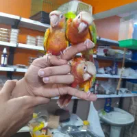 طوطی گرینچیکهای سرلاکی دونخور قرمزی بالا انواع رنگ