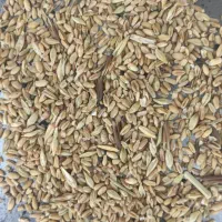 نیم دانه شسته درجه یک|لوازم جانبی حیوانات|گنبد کاووس, |دیوار