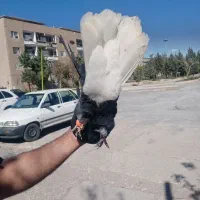 کبوتر دمسفید نر