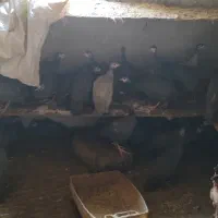 فروش مرغ شاخدار|حیوانات مزرعه|بابل, |دیوار