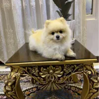 واگذار سگ پامر(پامرانین)آگهی را بخوانید|سگ|یزد, |دیوار