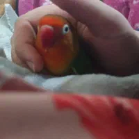 طوطی برزیلی دستی|پرنده|فردیس, فرامرزیه|دیوار