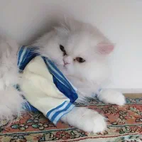 گربه پرشین ماده جهت جفت گیری|گربه|شیروان (خراسان), |دیوار