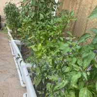 گل و گلدان|گل و گیاه طبیعی|شیراز, فرهنگ شهر|دیوار