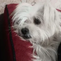 سگ فروشی|سگ|تایباد, |دیوار