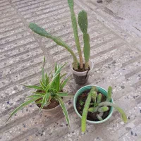 سانسوریا . شمعدانی. مرجان . برندیسی  وگلهای دیگر|حراج|گرگان, |دیوار