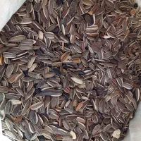 تخمه آفتابگردان درجه یک