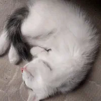 گربه
