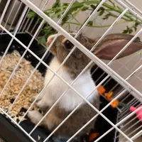 خرگوش خوش رنگ وزرنگ