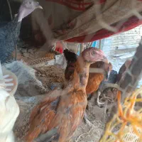 چهارعددجوجه خروس لاری