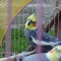 سه عدد عروس هلندی سالم|پرنده|واجارگاه, |دیوار