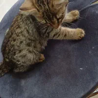 بچه گربه