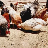 مرغ و خروس محلی