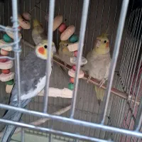 عروس هلندی سخنگو|پرنده|کرج, شهرک پردیسان|دیوار