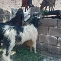 نری بابزرشتی.مامله.میکنم