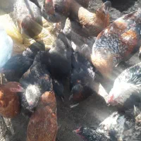 مرغ وبوقلمون|حیوانات مزرعه|تالش, هشتپر|دیوار