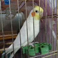 عروس هلندی گمشده