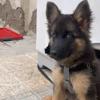 ژرمن شپرد شولاین