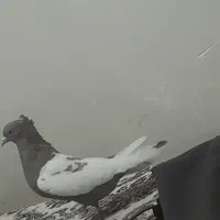 کبوتر ماده|پرنده|شوش, |دیوار