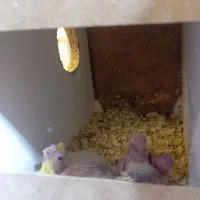 عروس هلندی مولد لوتینو و البینو روی تخم و جوجه|پرنده|زابل, |دیوار