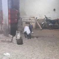 بزغاله نر عراقی|حیوانات مزرعه|قصابه, |دیوار