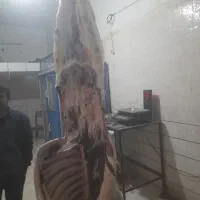 گوشت بچه شتر هاشی