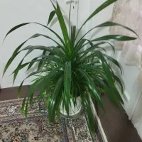 گل بزرگ سالم