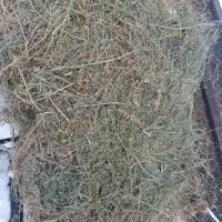 یونجه تازه خوشک