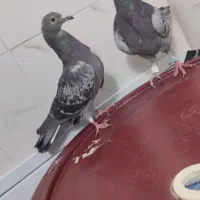 پرنده کفتر زرحی