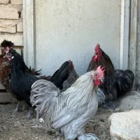 17 عدد مرغ و خروس سلطان کوشین ولهستانی اصیل|حیوانات مزرعه|اراک, |دیوار