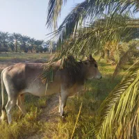 کاوه چاگ چله|حیوانات مزرعه|مهرستان, |دیوار