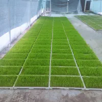 استخدام سرایدار و کارگرگلخانه با مسکن رایگان