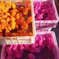 پخش انواع جوجه یک روزه عمده