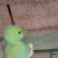 جوجه قو غاز لیندا