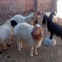 بزغاله وبره فروشی