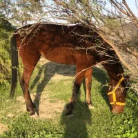 اسب عرب کرد