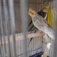 عروس هلندی جفت خورده