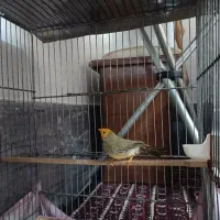 فنچ ستاره ای سر نارنجی سینامون نر .گلدین بنگالی|پرنده|قم, باغ شریفی|دیوار