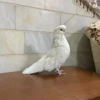 کبوتر نر نوک قنار ضمانتی|پرنده|اردکان, |دیوار