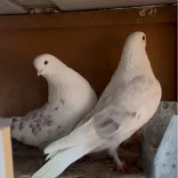 کبوتر پشت هوما|پرنده|قزوین, |دیوار