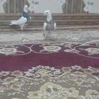 کبوتر‌طوقی|پرنده|شوشتر, |دیوار