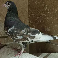 کبوتر شهری گلدار|پرنده|شیراز, شهرک مدرس|دیوار