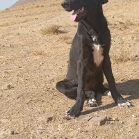 توله ماده عراقی