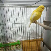 قناری|پرنده|فولادشهر, A6|دیوار