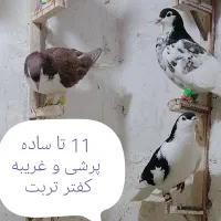 کفتر ساده غریبه زدوخوردی