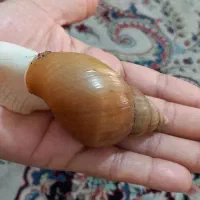 حلزون|خزنده|جهرم, |دیوار