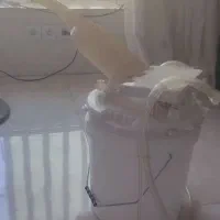 شیر دوش گاو